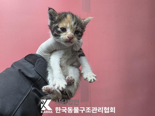 종료(입양) 한국 …